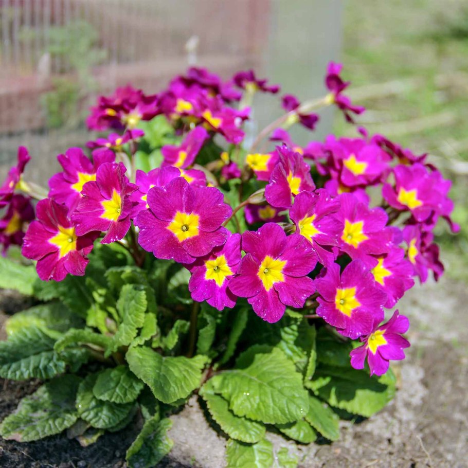 Примула Юлии Primula juliae