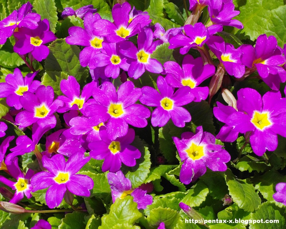 Примула Ванда