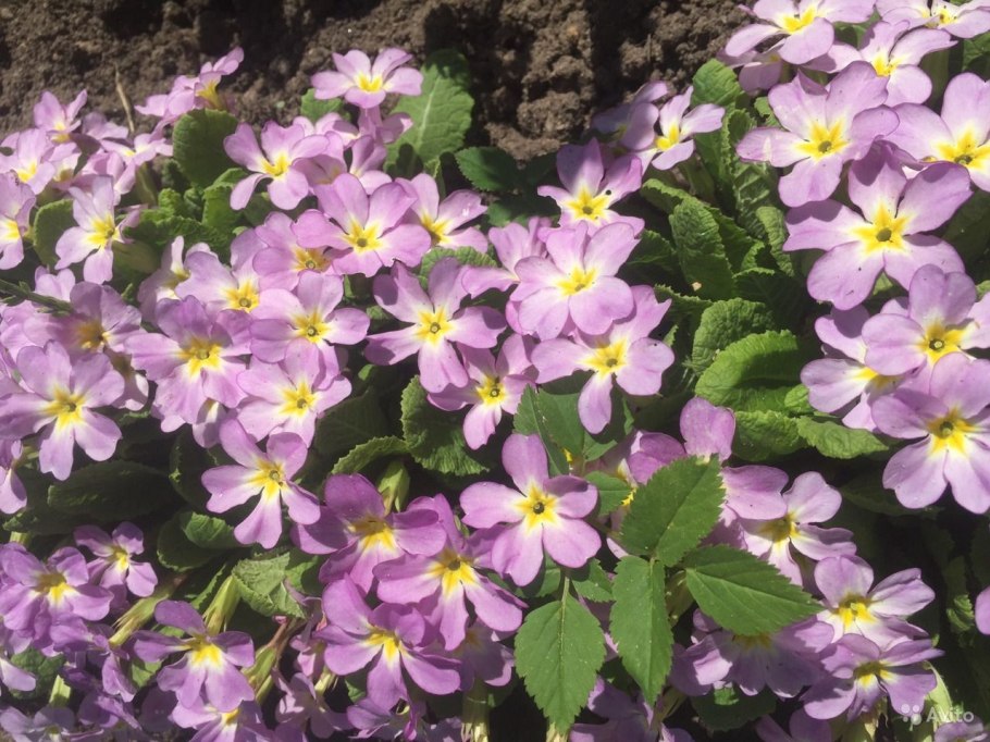 Примула Ванда