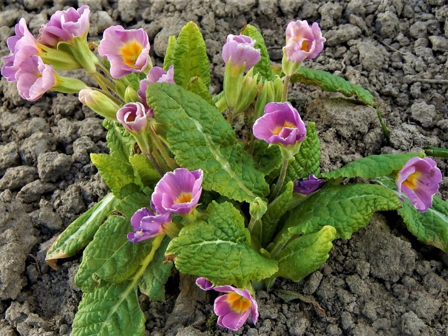 Китайская примула