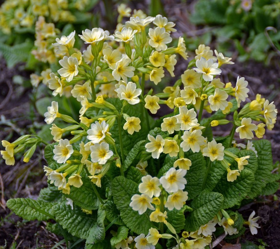 Примула пругоницкая
