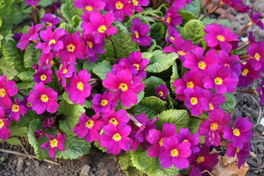 Примула обыкновенная Primula vulgaris белая