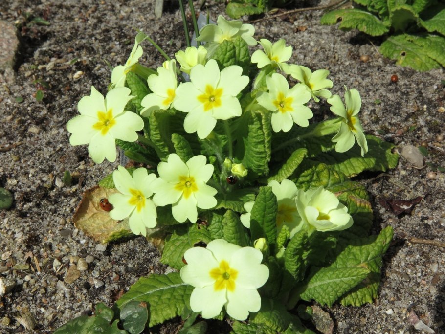 Примула Sue Jervis