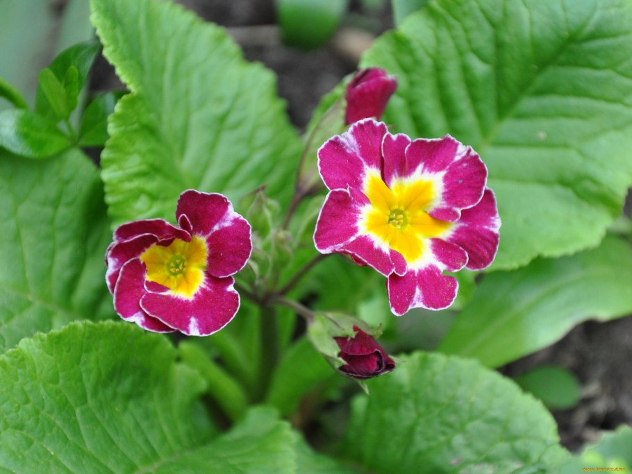 Примула многолетняя бесстебельная