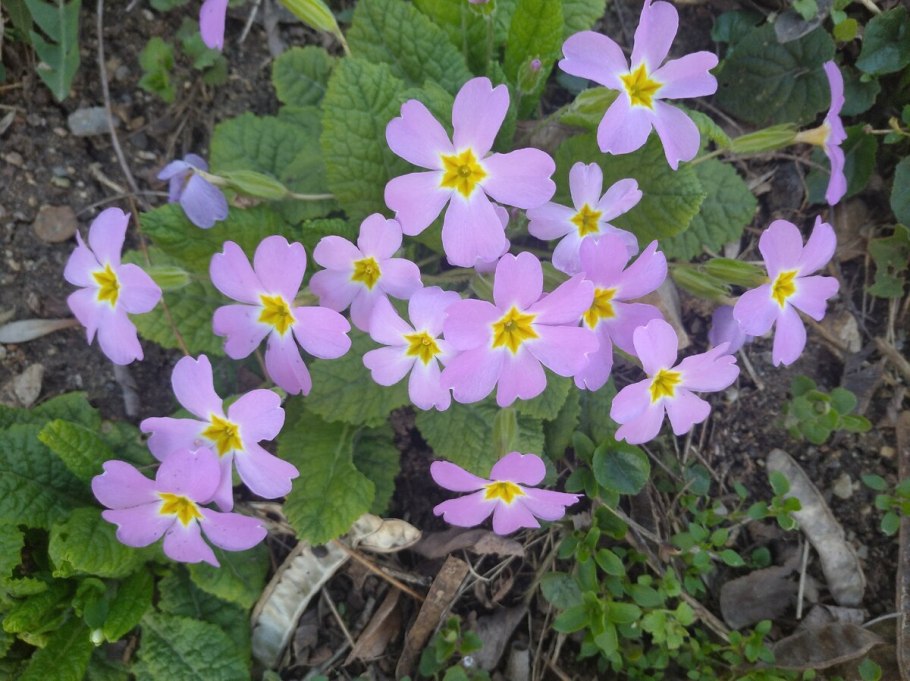 Китайская примула