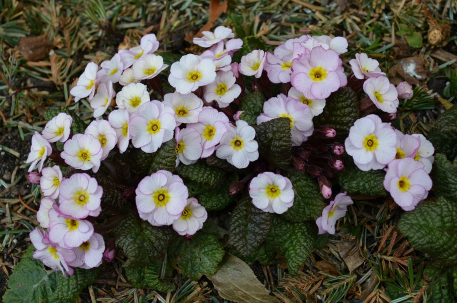 Фиалка багряный первоцвет