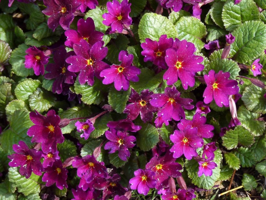 Примула Юлии Ванда