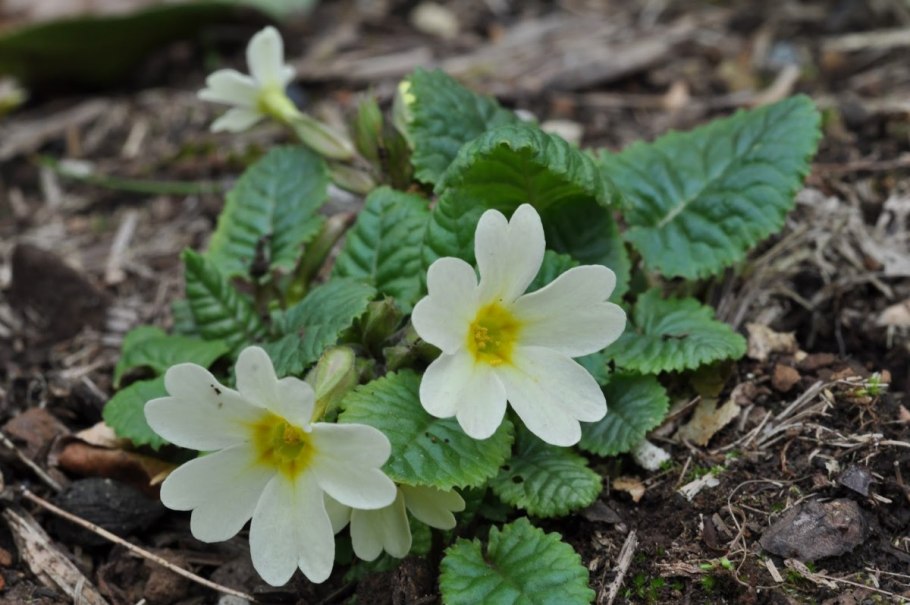 Примула цветок первоцвет
