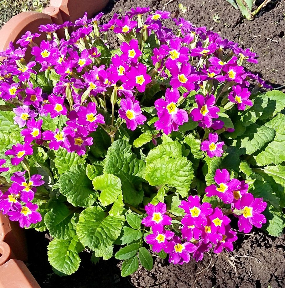 Примула Юлии Ванда