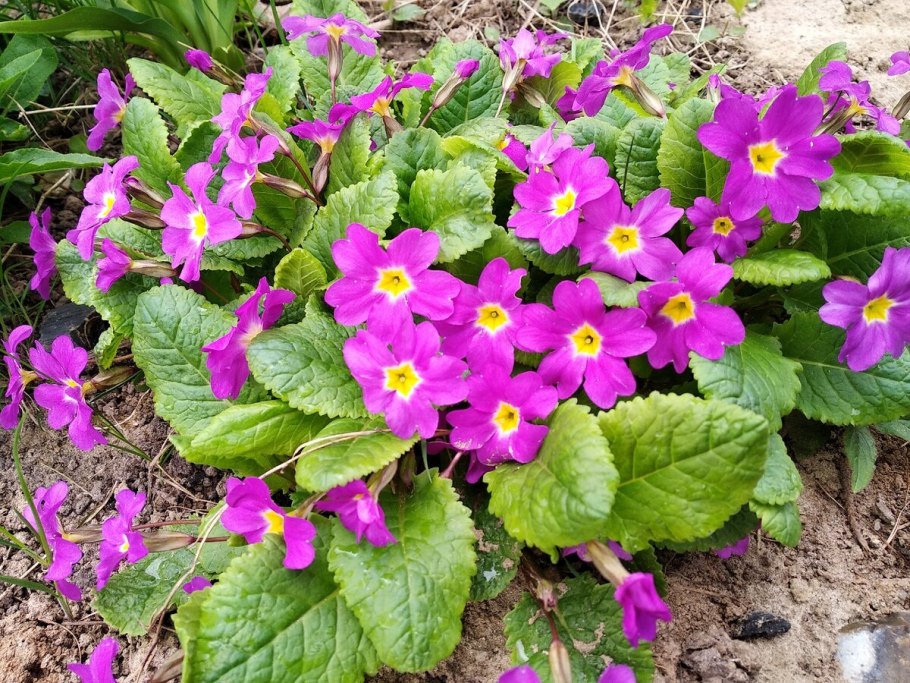 Примула Юлии