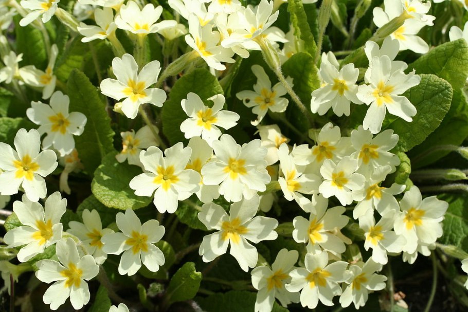 Примула обыкновенная. (primula vulgaris)
