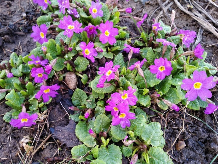 Примула Юлии Primula juliae