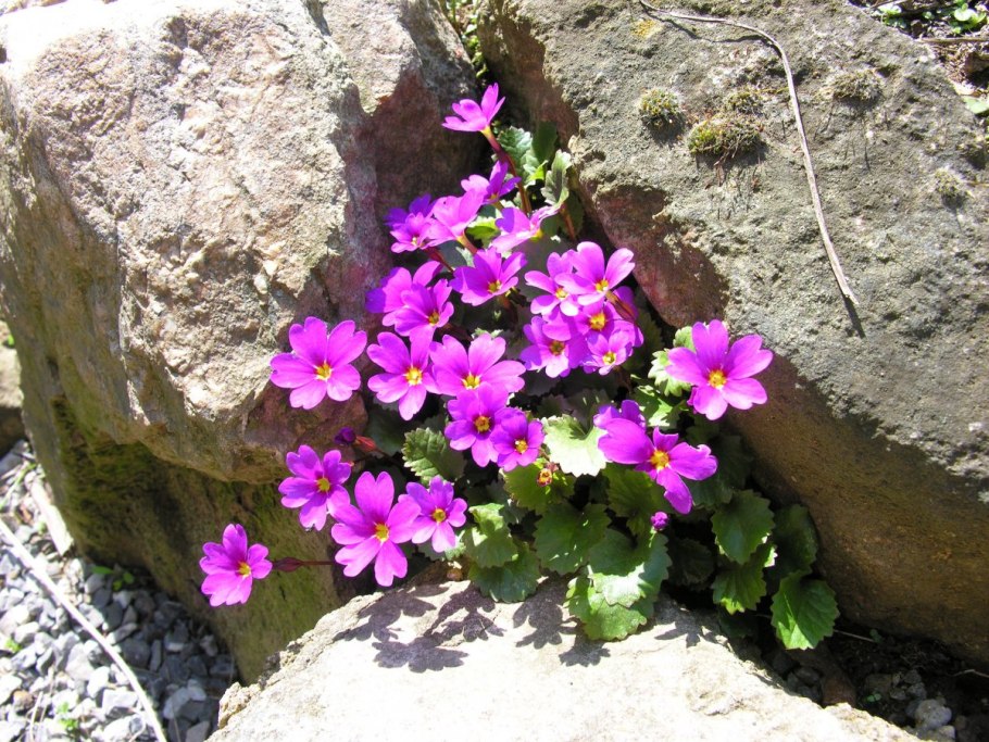 Примула Юлия многолетняя