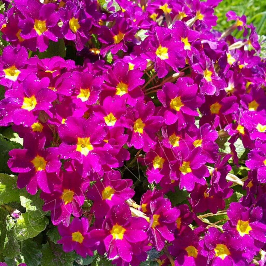 Примула Ванда