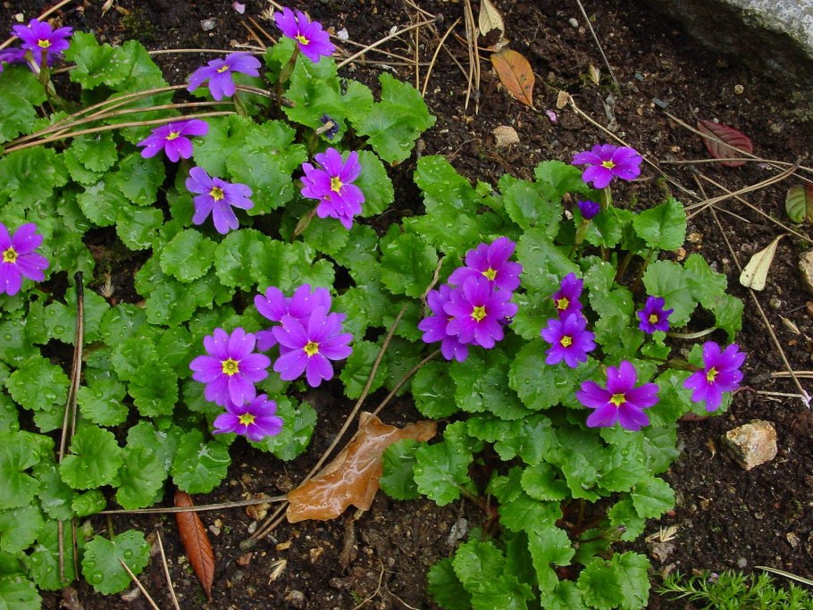 Примула вульгарис