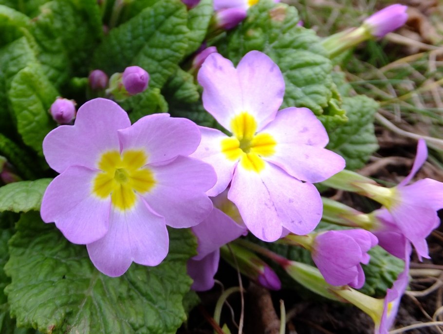 Примула обыкновенная Йеллоу