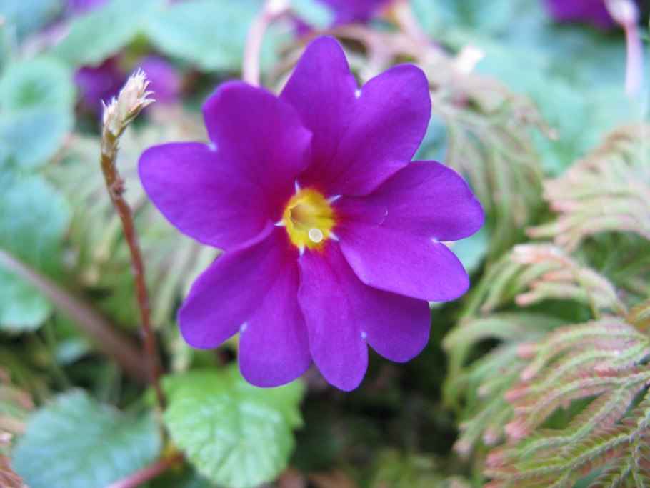 Примула Юлии Primula juliae