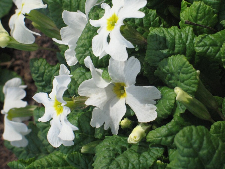 Примула Ванда