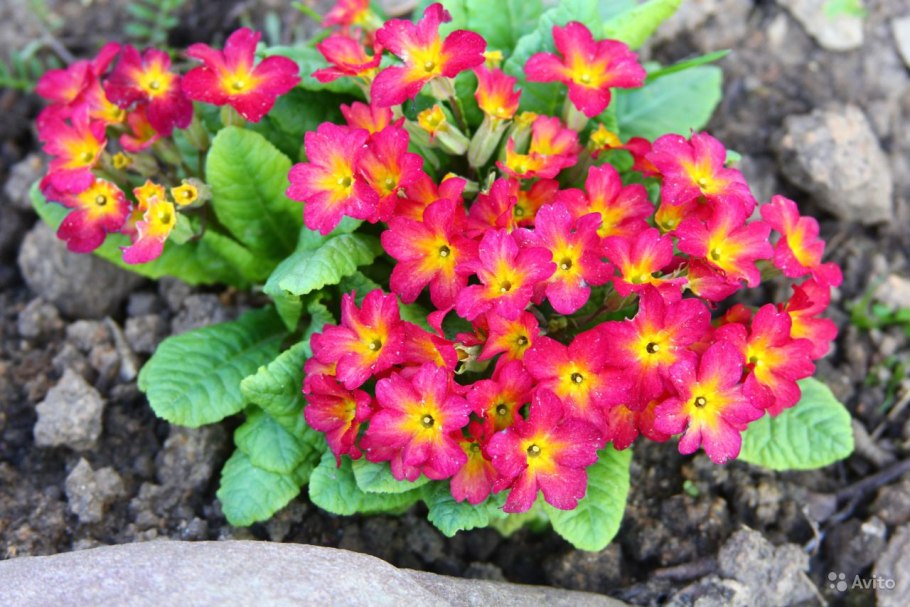 Примула Ванда