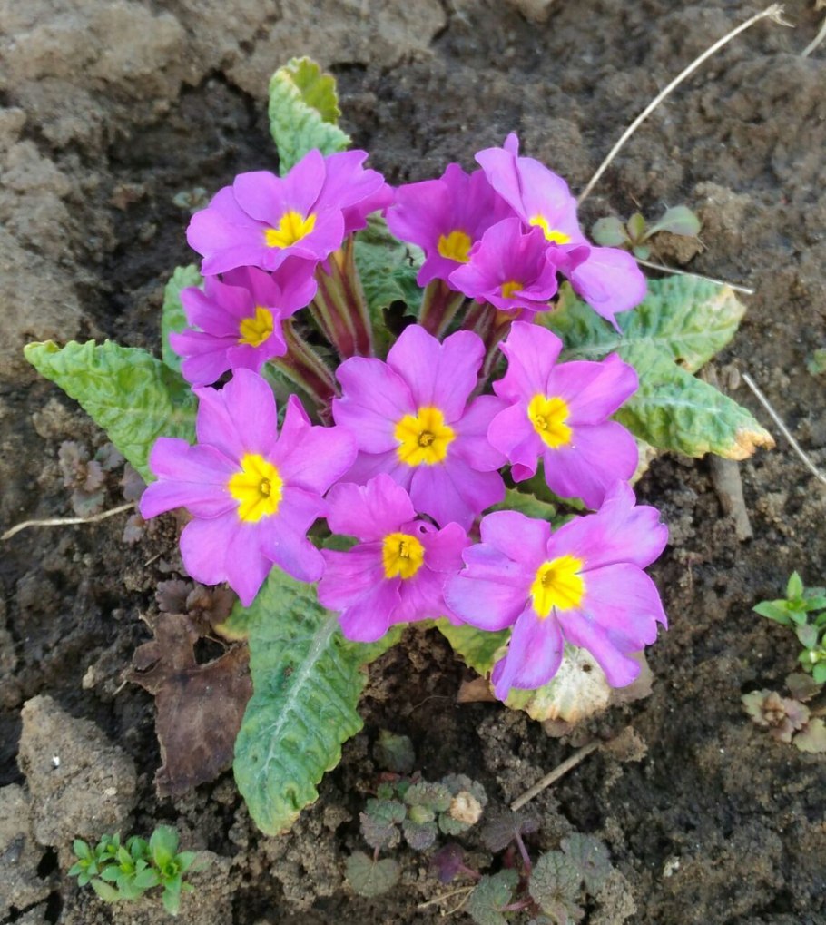 Примула Юлии