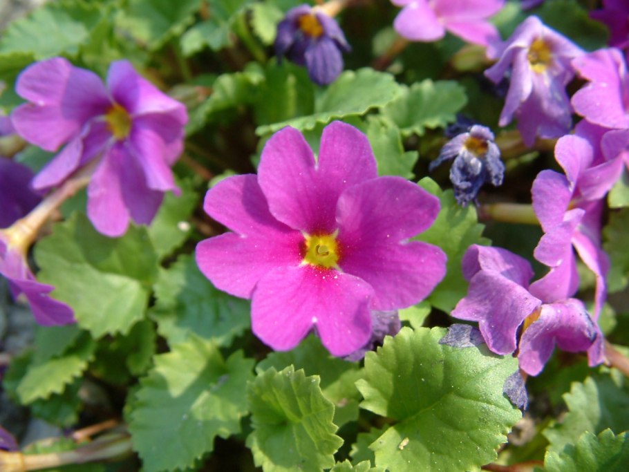 Примула Юлии сорт 'Theodora'