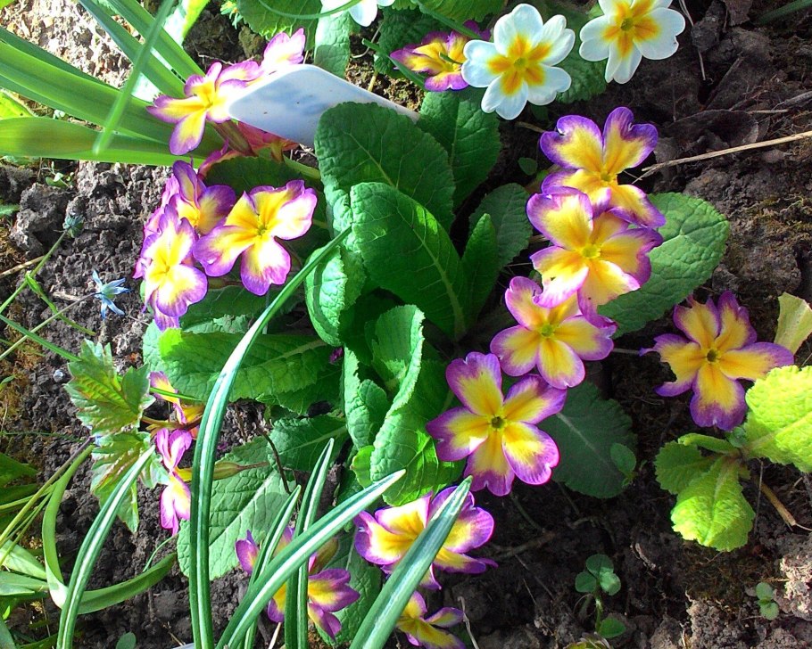 Примула Юлии