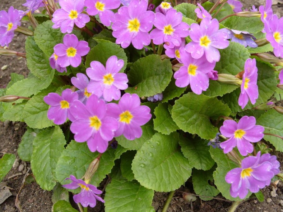 Примула Юлии Ванда