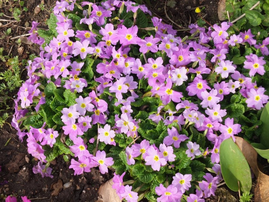 Примула Ванда