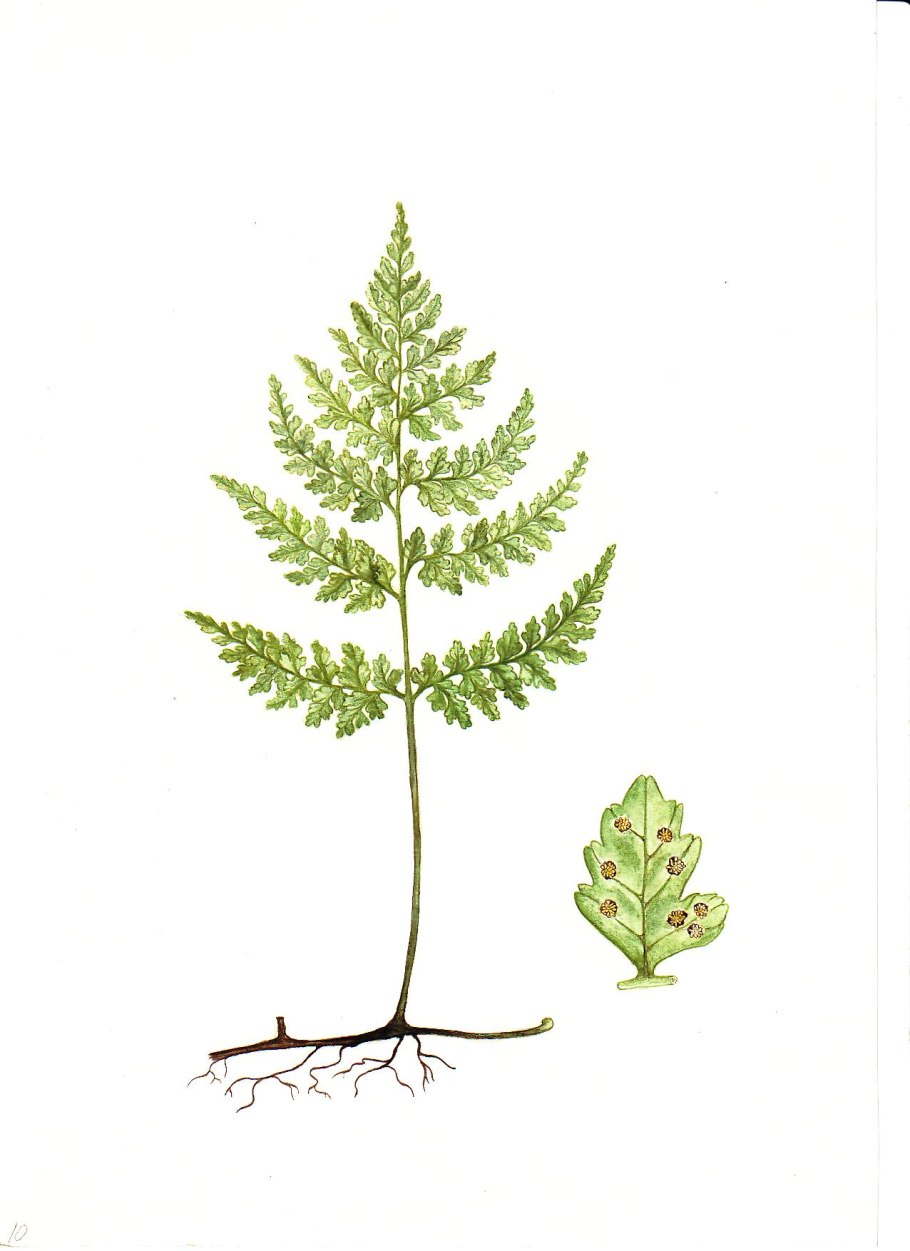 Пузырник судетский