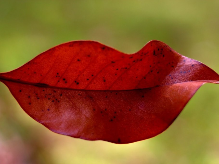 Пузырников Максим Кореновск