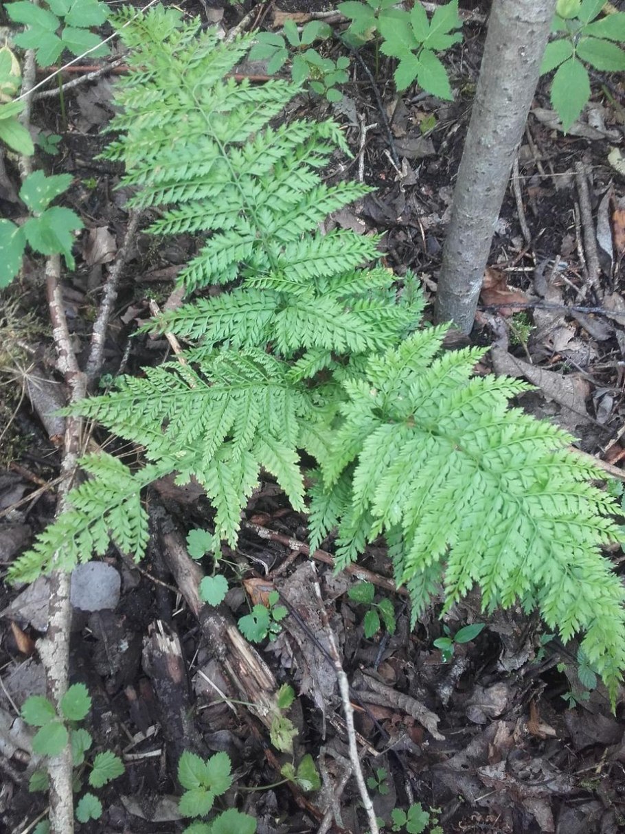 Teratophyllum купить