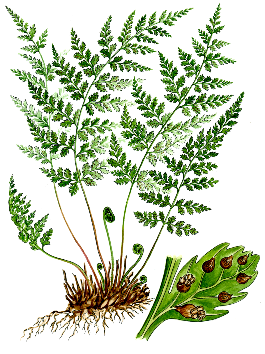 Пузырник древовидный (Colutea arborescens)