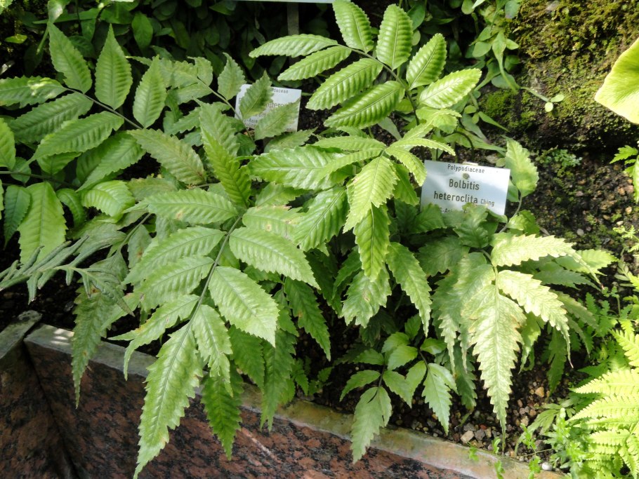 Elaphoglossum Metallicum