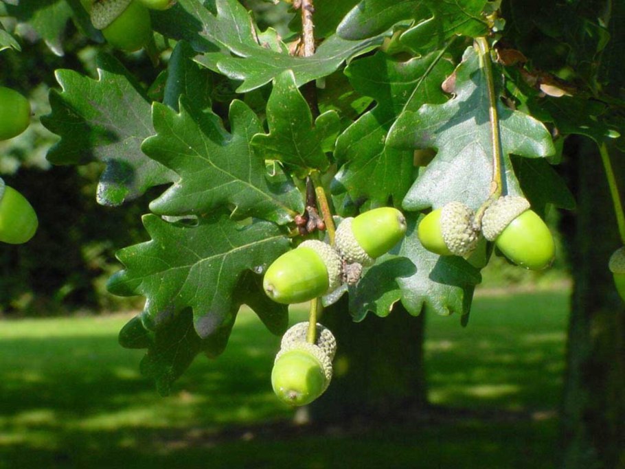 Дуб черешчатый (Quercus Robur l.)