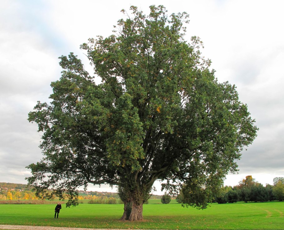 Дуб черешчатый (Quercus Robur)