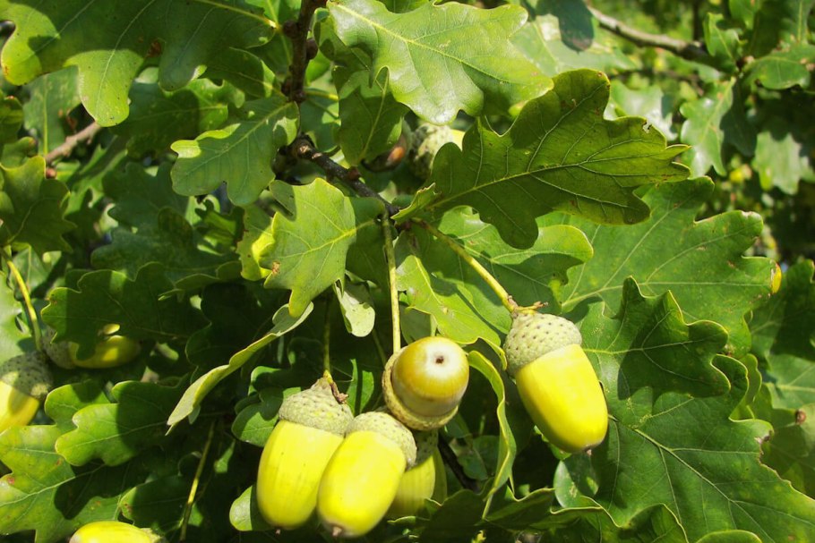 Дуб черешчатый(Quercus Robur) ареал