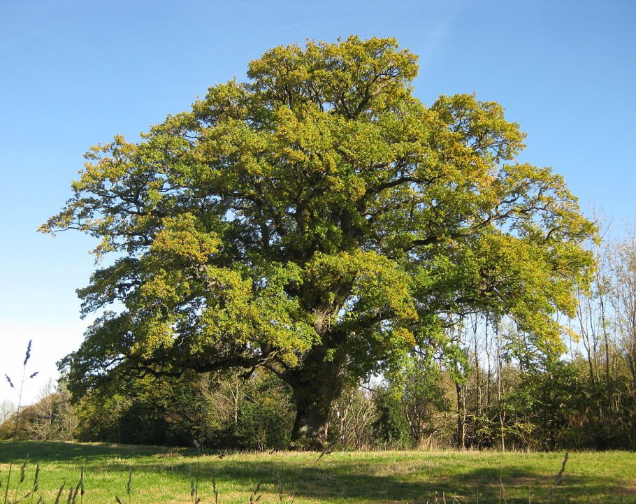Дуб черешчатый (Quercus Robur l.)