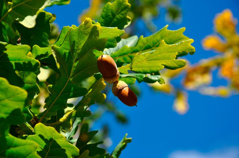 Дуб обыкновенный (Quercus Robur)
