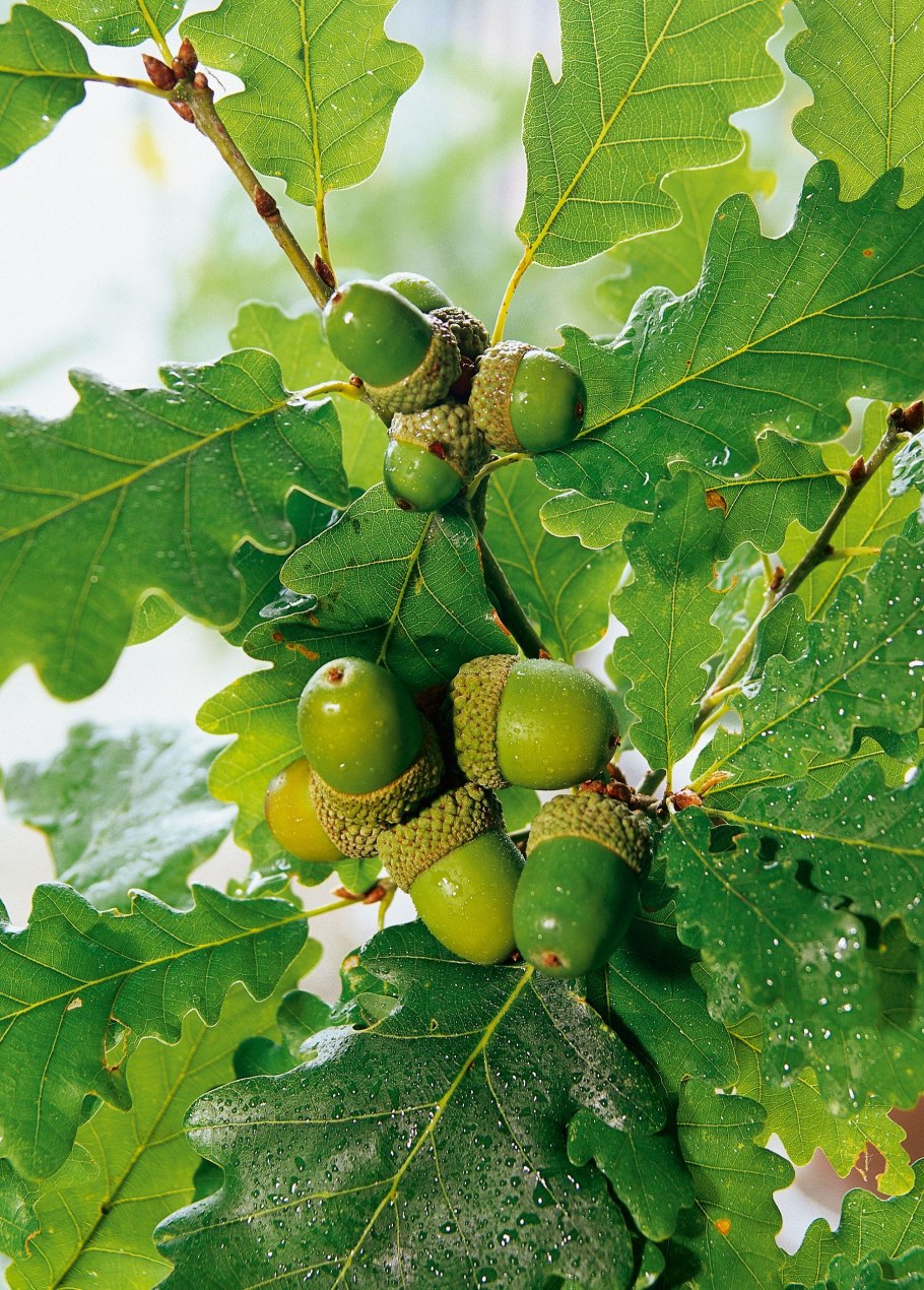 Дуб черешчатый (Quercus Robur)