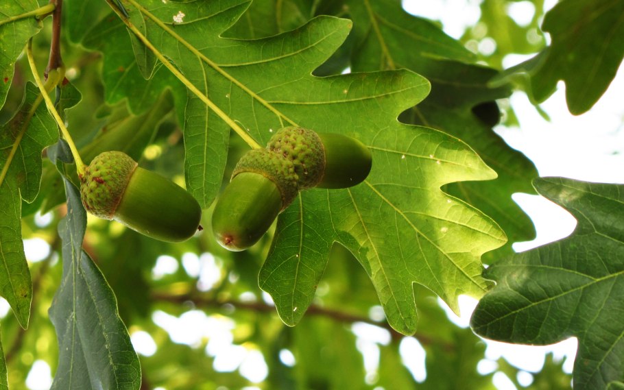 Дуб обыкновенный (Quercus Robur)