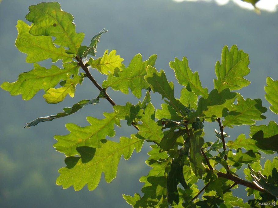 Дуб черешчатый лист