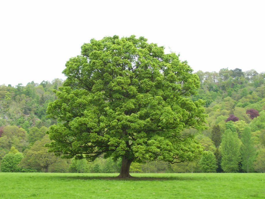 Дуб черешчатый крона