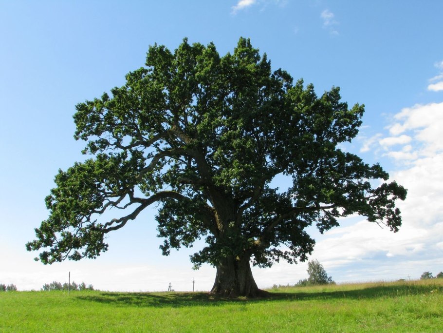 Дуб черешчатый крона