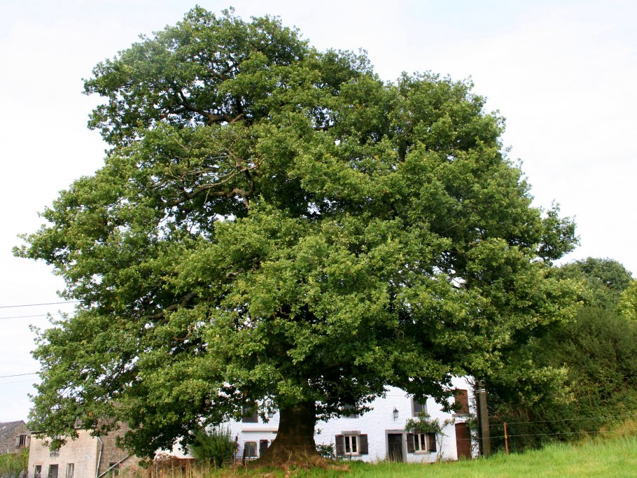Дуб пильчатый (Quercus serrata)