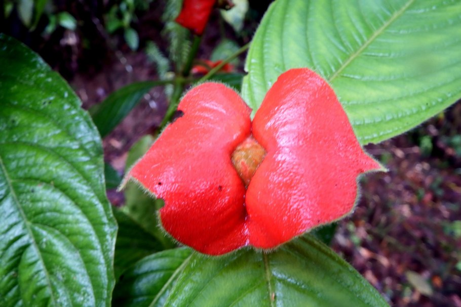 Психотрия Элата