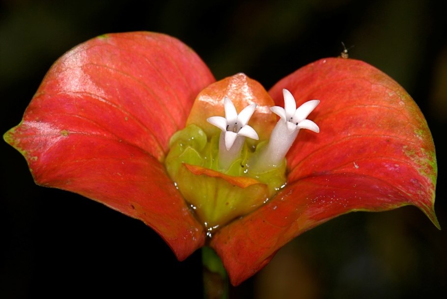 Жаркие губки, Психотрия возвышенная (Psychotria elata)
