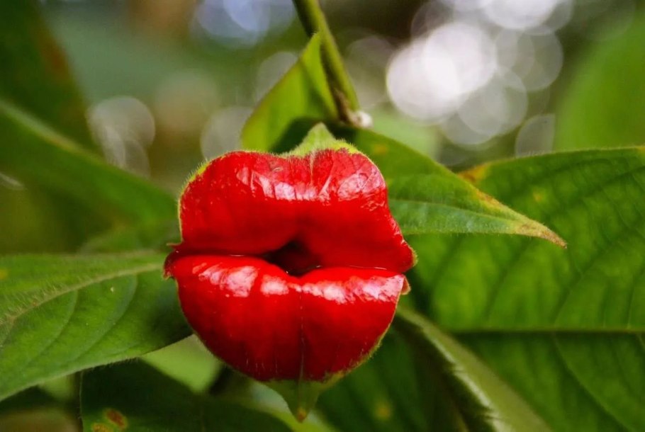 Psychotria poeppigiana