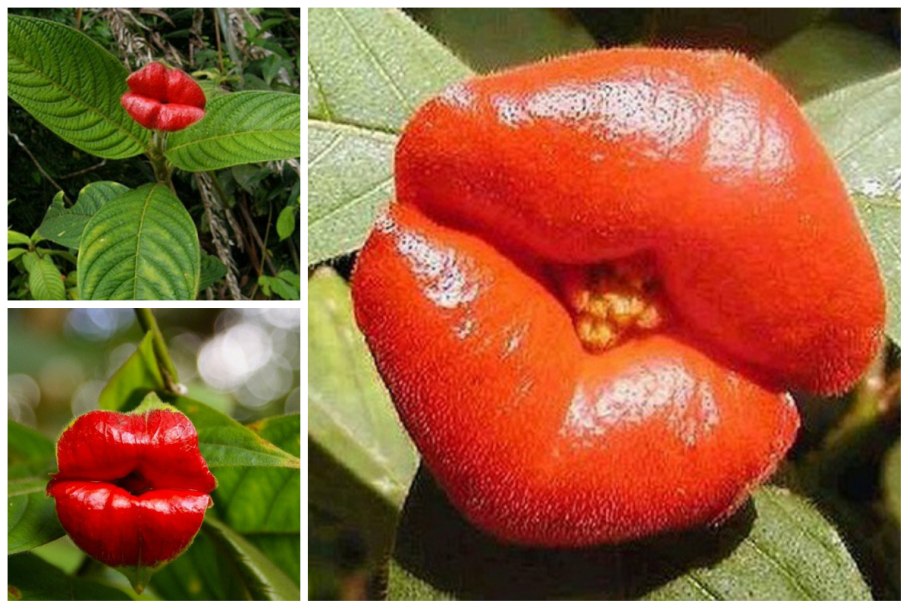 Цветок Психотрия возвышенная