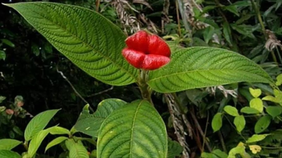 Психотрия растение