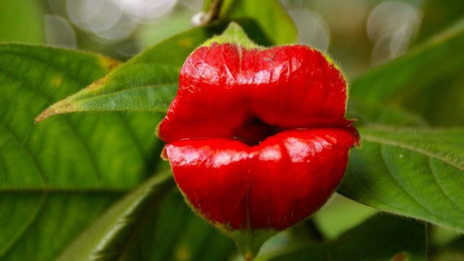 Цветок Психотрия возвышенная